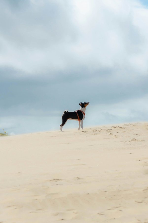 What are the signs of anxiety in a Basenji during thunderstorms, and how can you calm them?