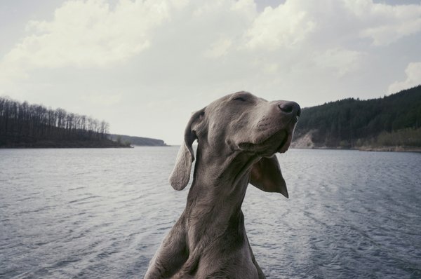What are the special care needs for a Weimaraner with a history of hip dysplasia?
