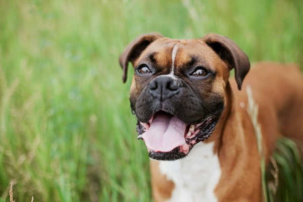 What are the signs of allergic reactions to vaccines in Boxer dogs?