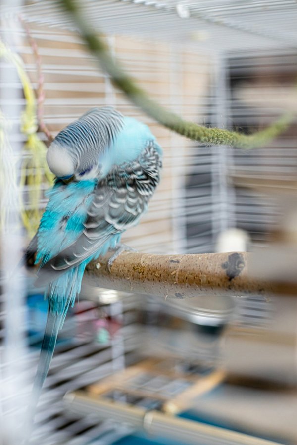 What are the best strategies to prevent a pet parakeet from developing loneliness?