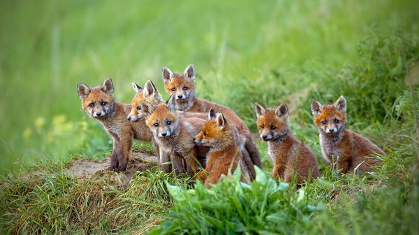 What are the best practices for constructing artificial dens for foxes in UK wildlife reserves?