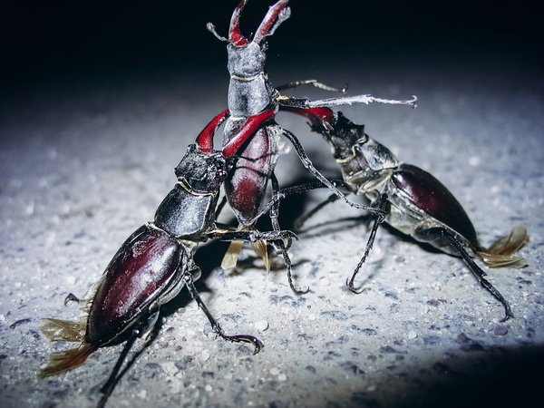 How is artificial lighting being managed in UK national parks to protect nocturnal wildlife?